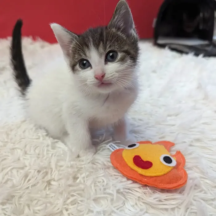 Fuzzbutt Boutique Picture 6