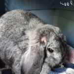 Barnum Animal Hospital