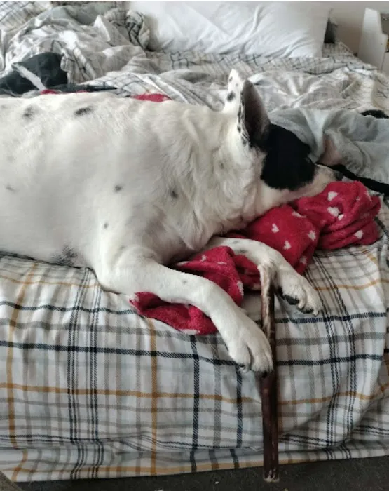 Pet Wants Woodbury Picture 8