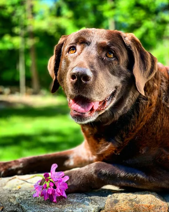 Unleashed Veterinary Dermatology Picture 3