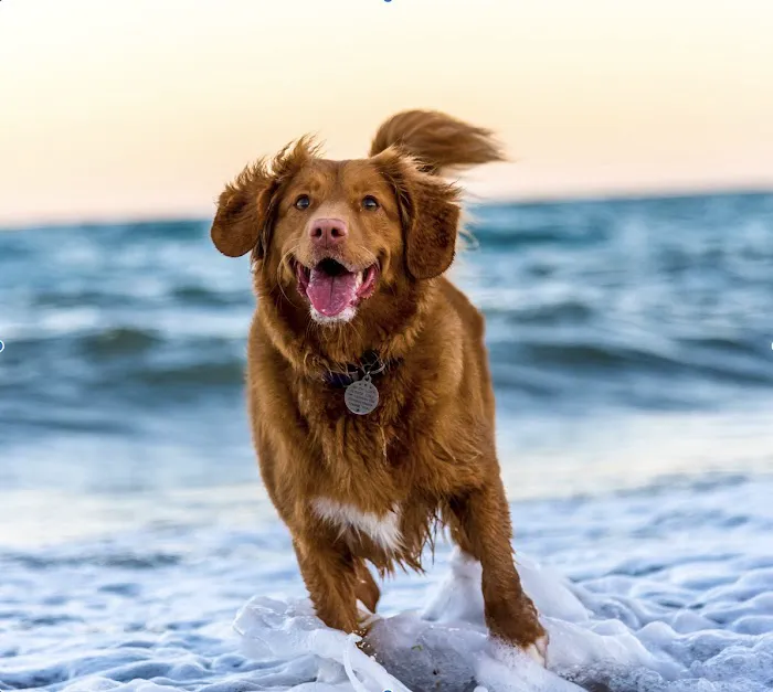 Unleashed Veterinary Dermatology Picture 5