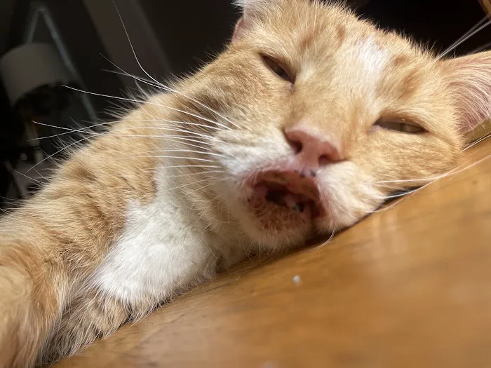 Unleashed Veterinary Dermatology Picture 4