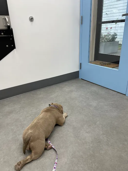 Unleashed Veterinary Dermatology Picture 2