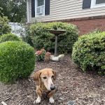 The Pet Hospital Of Stratford