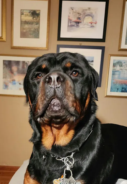 The Pet Hospital Of Stratford Picture 8