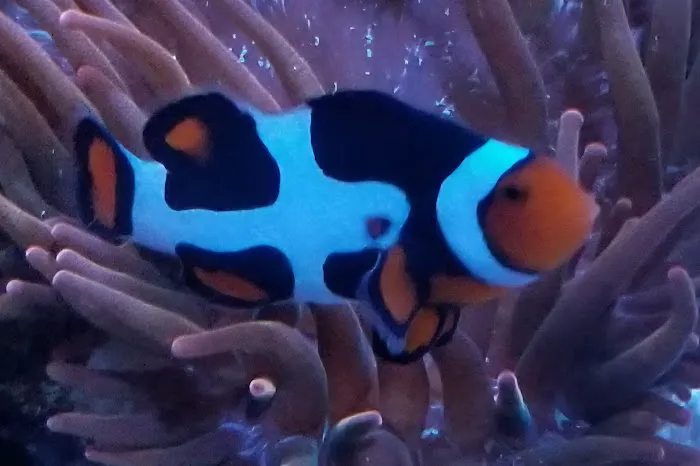 ReefCo Picture 6
