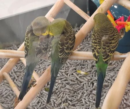 Petco