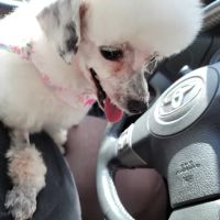 Shelton Veterinary Center LLC ico