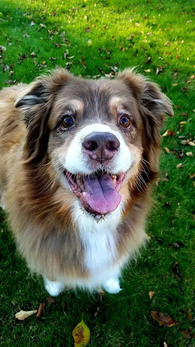 Pieper Veterinary Stratford Picture 4