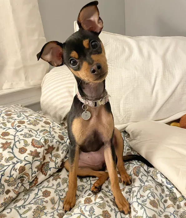 Pieper Veterinary Stratford Picture 5