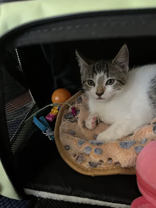 Pieper Veterinary Stratford Picture 1