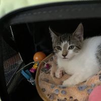 Pieper Veterinary Stratford ico