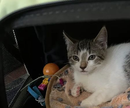 Pieper Veterinary Stratford