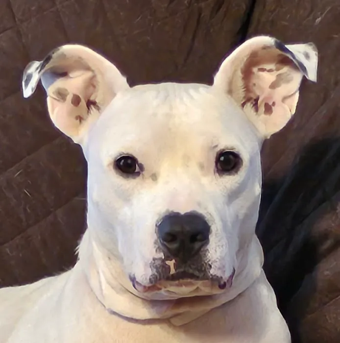 Pieper Veterinary Stratford Picture 10