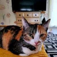 Stratford Animal Hospital ico