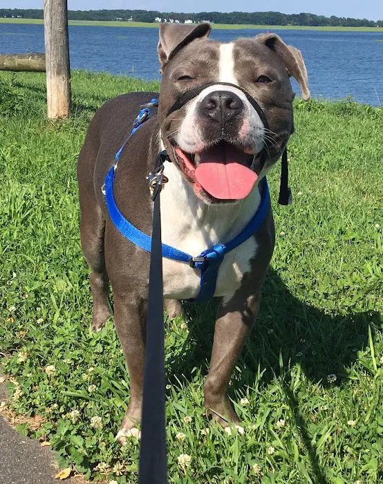 Stratford Animal Hospital Picture 6