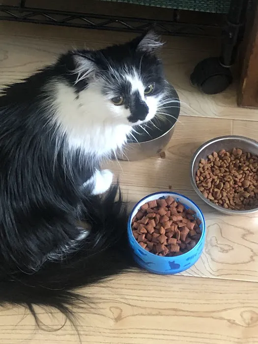 Stratford Animal Hospital Picture 7