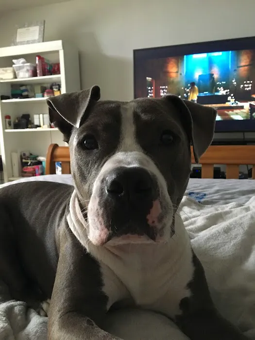 Stratford Animal Hospital Picture 8