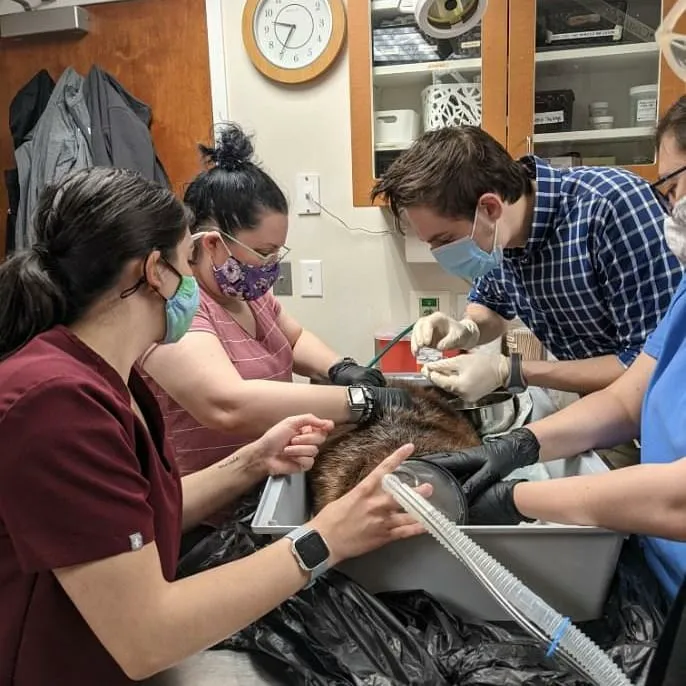 Veterinary Center for Birds & Exotics Picture 6