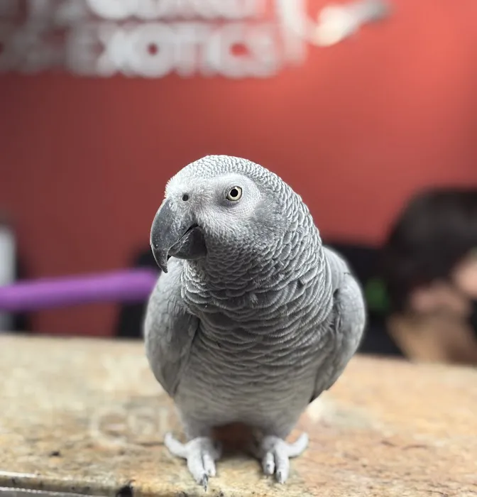 Veterinary Center for Birds & Exotics Picture 1