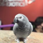 Veterinary Center for Birds & Exotics