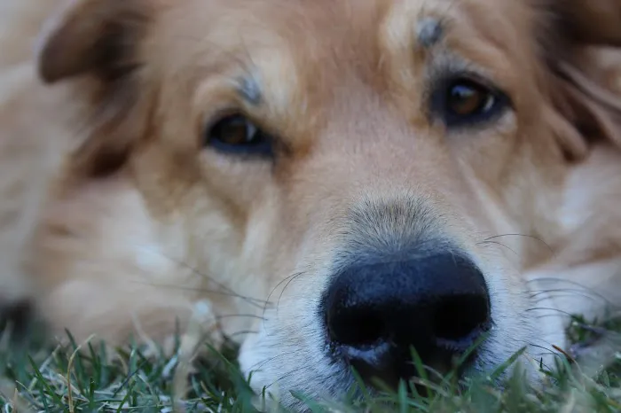 Fine Animal Hospital Picture 2