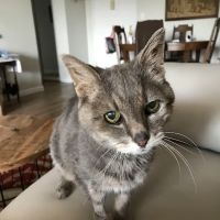 Fine Animal Hospital ico