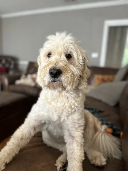 Fine Animal Hospital Picture 3