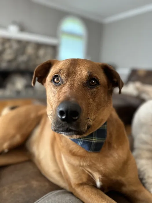 Fine Animal Hospital Picture 5