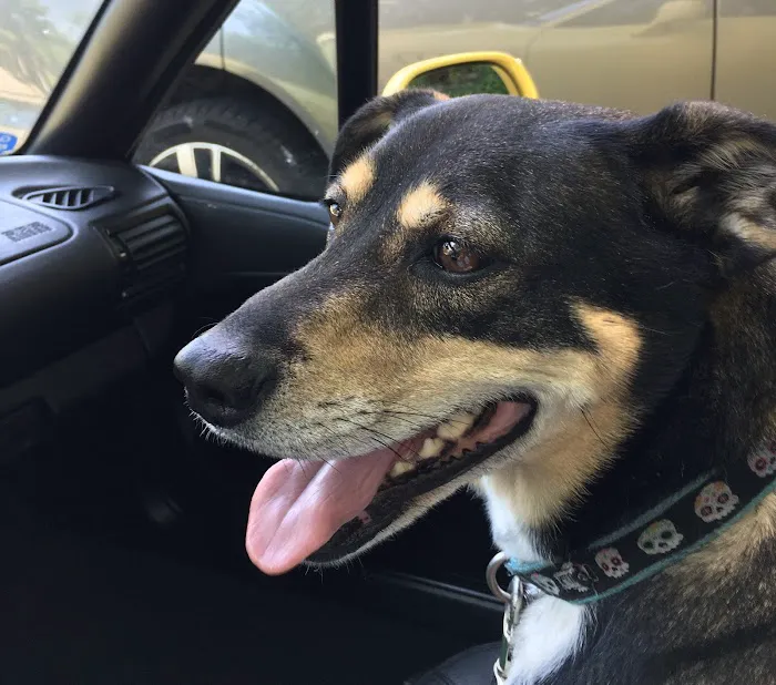 Fine Animal Hospital Picture 9