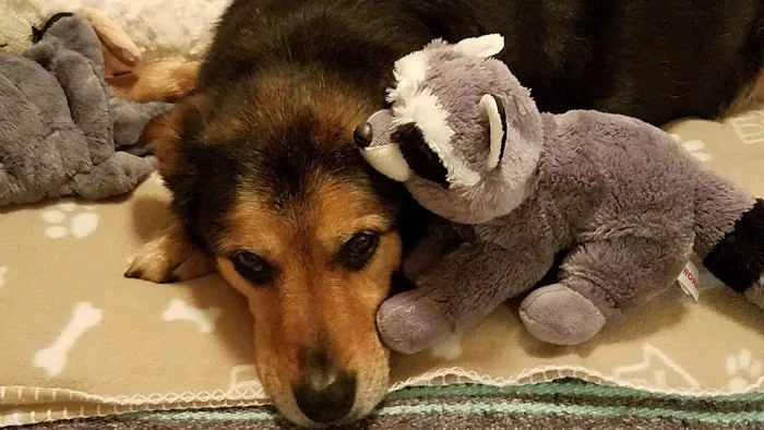 Katonah Bedford Veterinary Center Picture 1