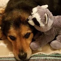 Katonah Bedford Veterinary Center ico