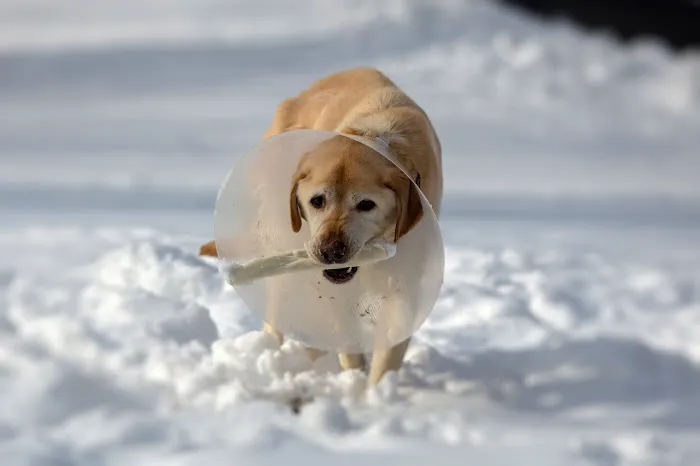 Katonah Bedford Veterinary Center Picture 5
