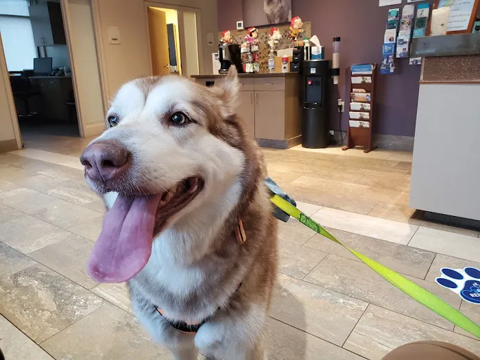 Katonah Bedford Veterinary Center Picture 8