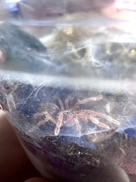 One Love Tarantulas Picture 1