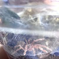 One Love Tarantulas ico