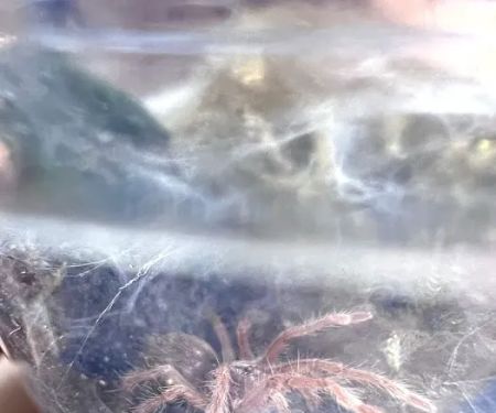 One Love Tarantulas