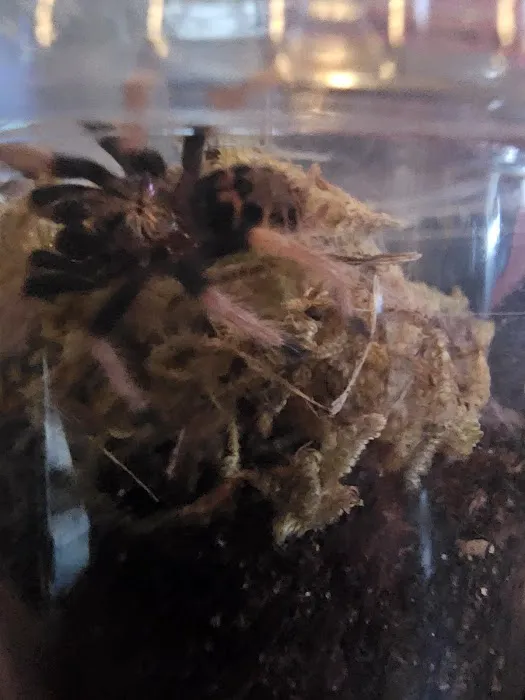 One Love Tarantulas Picture 2