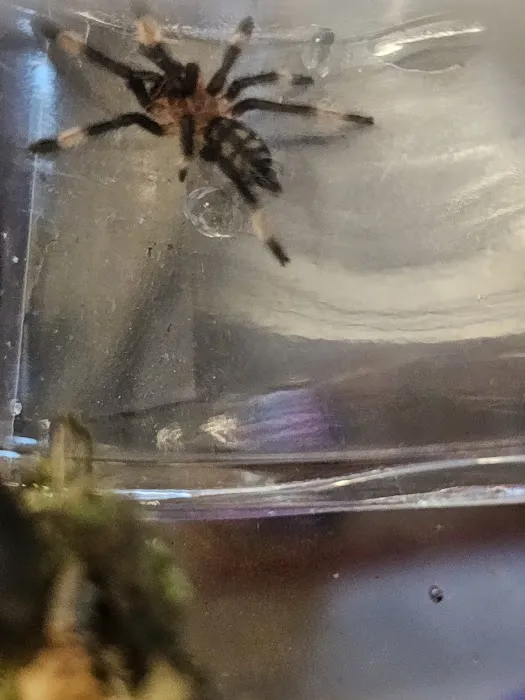 One Love Tarantulas Picture 4