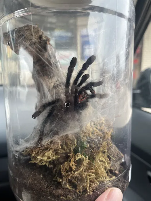 One Love Tarantulas Picture 5