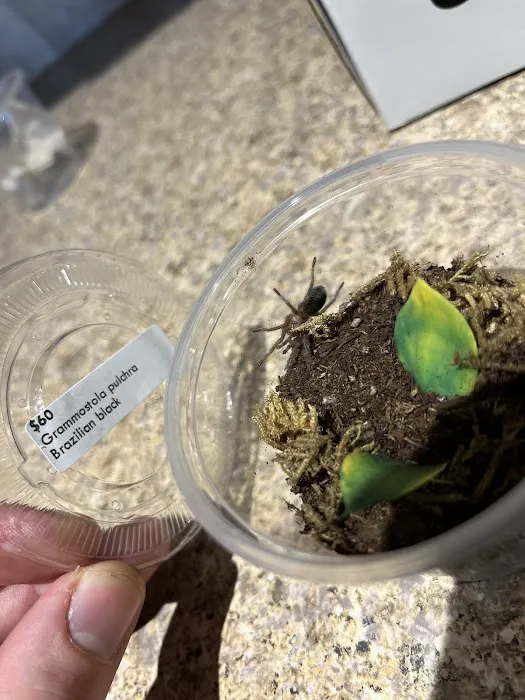 One Love Tarantulas Picture 10