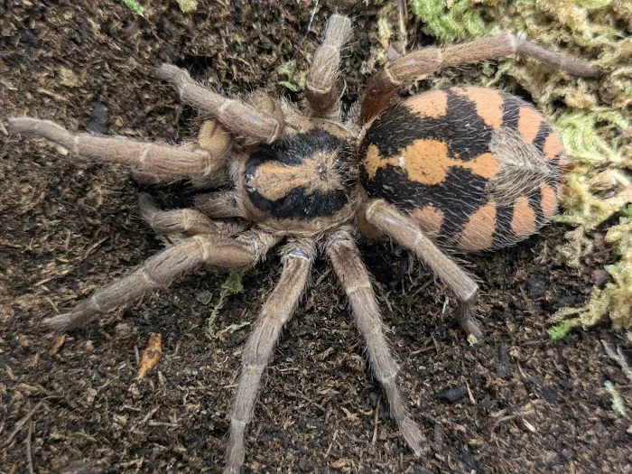 One Love Tarantulas Picture 8