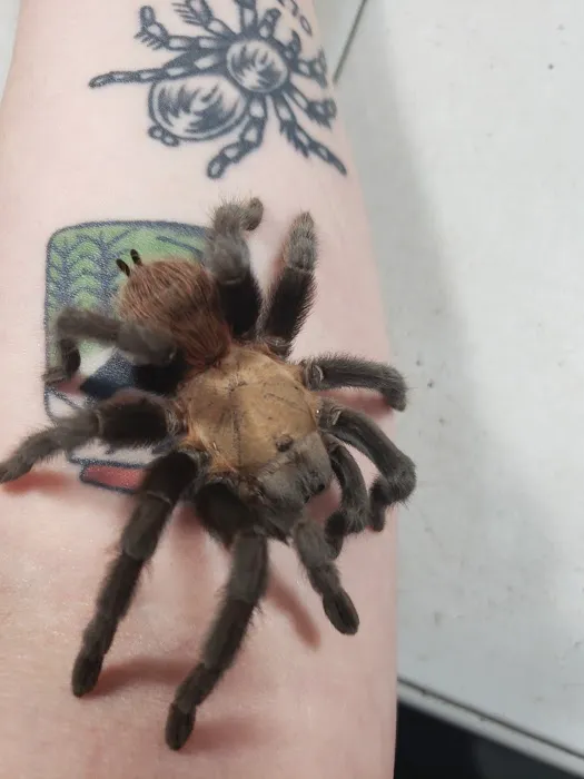 One Love Tarantulas Picture 7