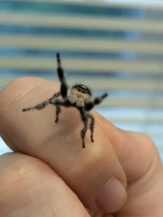 One Love Tarantulas Picture 9