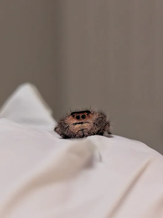 One Love Tarantulas Picture 6