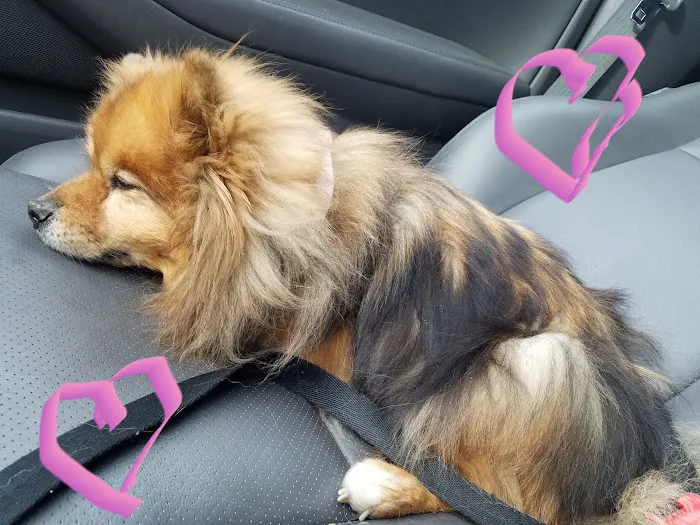 Veterinary Care of Bedford Picture 1