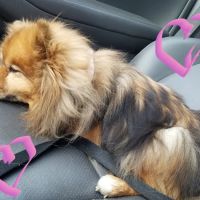 Veterinary Care of Bedford ico