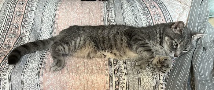 Veterinary Care of Bedford Picture 2