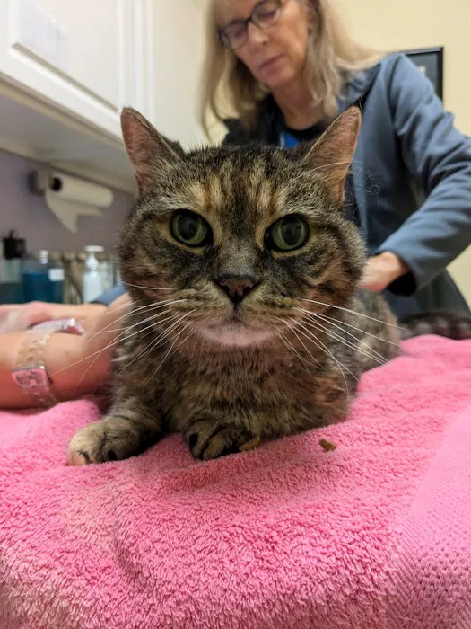 Veterinary Care of Bedford Picture 9