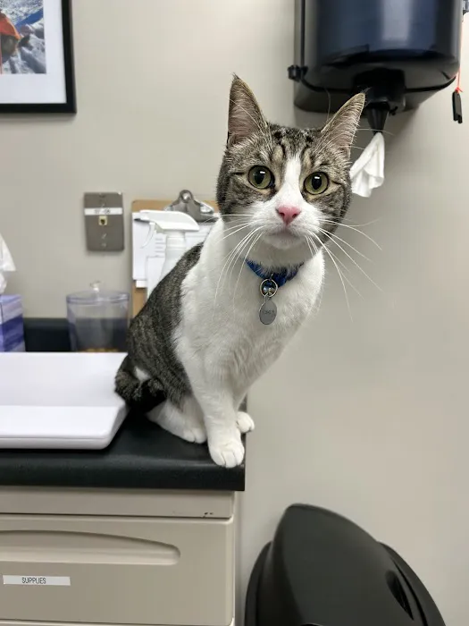 Taconic Veterinary Center Picture 1